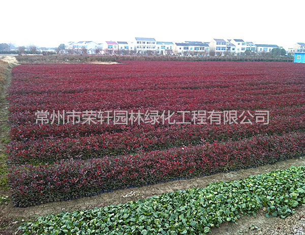 紅葉石楠工程苗