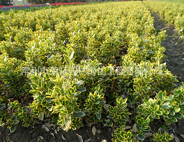 金邊黃楊工程苗