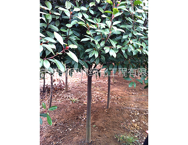 紅葉石楠樹(shù)